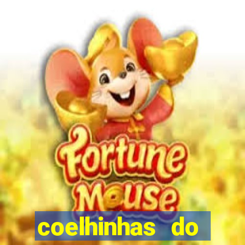 coelhinhas do brasil recife