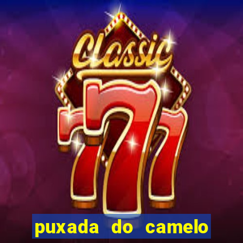 puxada do camelo no jogo do bicho